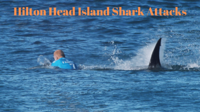 hilton head island shark attacks